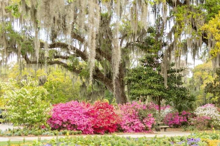 Lush garden with colorful flowers and Spanish moss-draped trees.
