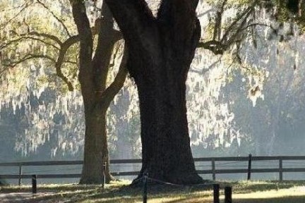 an empty park bench next to a tree
