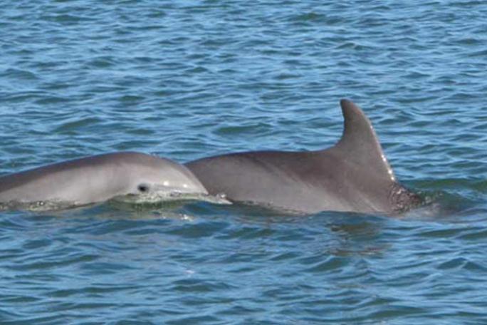 a dolphin swimming in a body of water