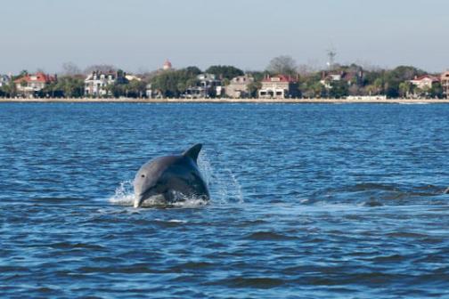 a whale swimming in a body of water