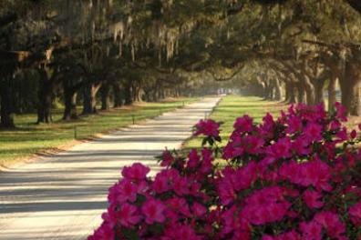 a close up of a flower