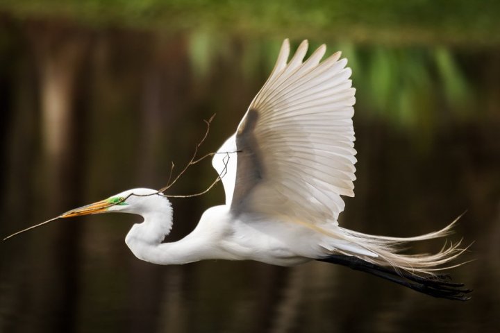 a close up of a bird flying over a body of water