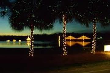 a tree lit up at night