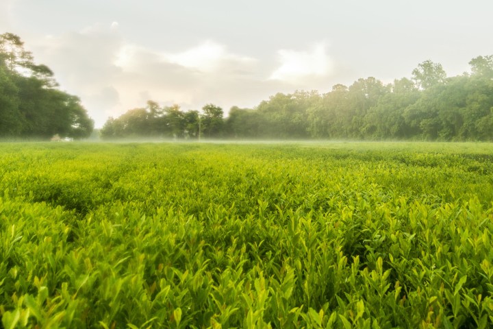 a large green field with trees in the background